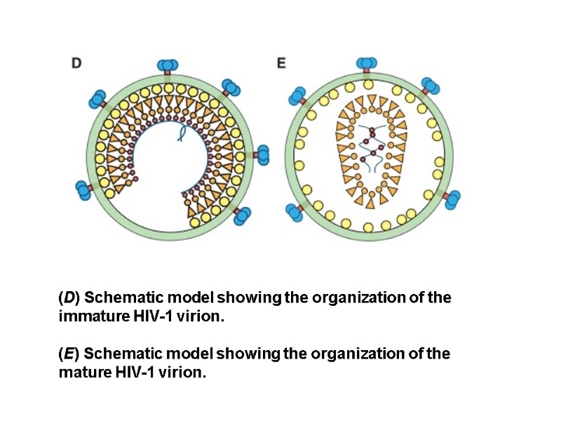 (D) Schematic model showing the organization of the immature HIV-1 virion.   (E)